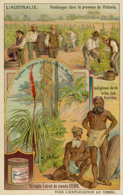 Wijnbouwers in Victoria, Aranda aboriginals en typische planten langs de oevers van de Murray rivier door European School