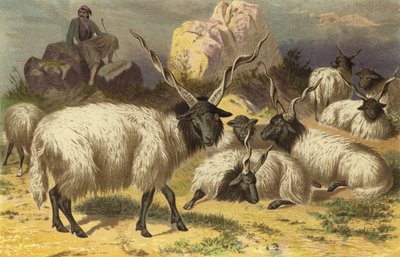 Racka-schaap door European School