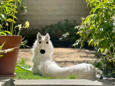 Achteruit Dog Brooklyn (digitale kunst) door Evan Sklar