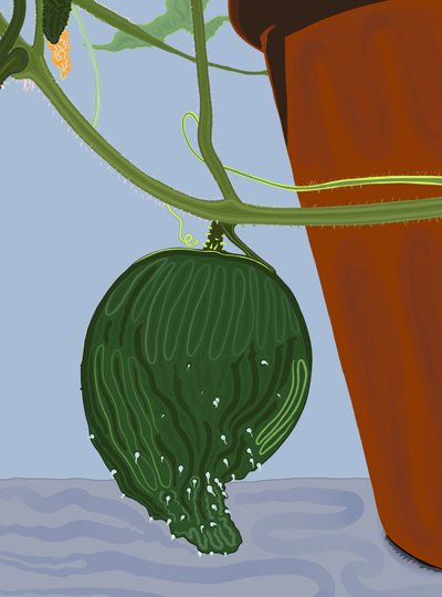 Komkommer in pot, Brooklyn (digitale kunst) door Evan Sklar