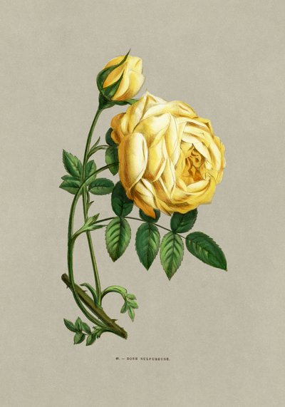 Zwoele roos door F. Grobon