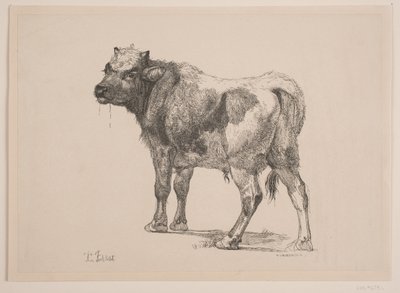 Staande Stierkalf door F. Hendriksen