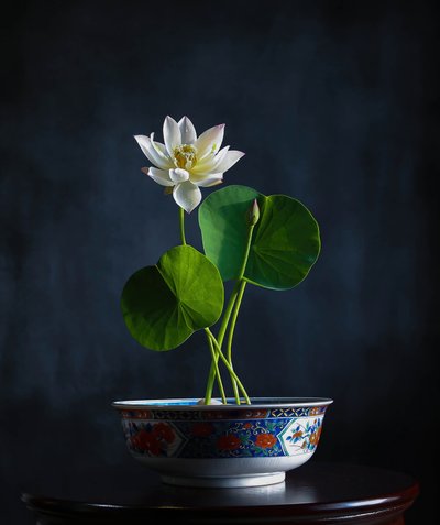 White Lotus Serenity door Fangping Zhou