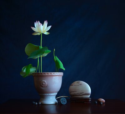 Zen Lotus - Stilleven door Fangping Zhou