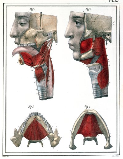 Anatomie van de keel en kaak, uit 
