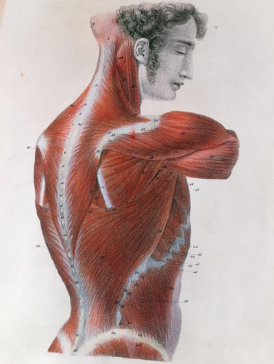 Gevild Torso, uit 