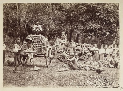 Oogsten van ananassen op karren laden, Birma, Elgin Collectie: 