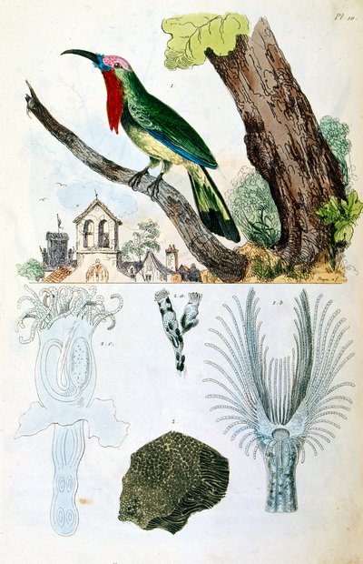 Botanische en zoölogische illustratie door F. E. Guerin. Uit Dictionnaire pittoresque d