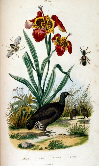 Botanische en zoölogische illustratie door F. E. Guerin. Uit Dictionnaire pittoresque d
