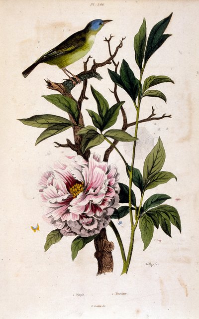 Botanische illustratie door F. E. Guerin. Uit Dictionnaire pittoresque d
