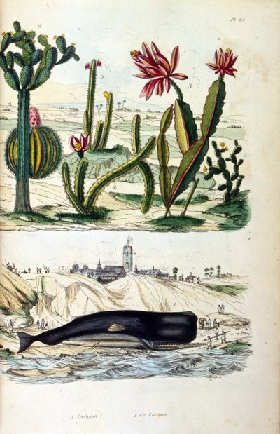 Illustratie van cactussen en een gestrande walvis, uit "Dictionnaire pittoresque d