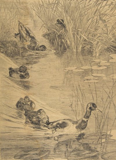 Eenden Spelen door Felix Bracquemond