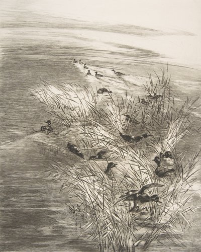 Riet en eenden, 1882 door Felix Bracquemond