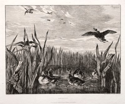 Tafeleenden door Felix Bracquemond