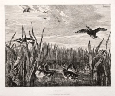 Teals, 1853 gedrukt 1864 door Felix Bracquemond