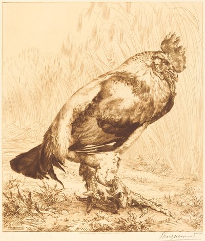 De Oude Haan door Felix Bracquemond