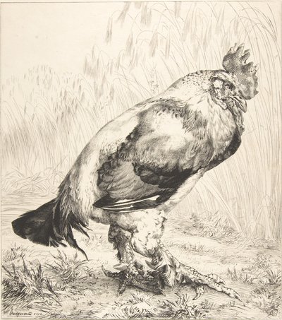 De oude haan, 1882 door Felix Bracquemond