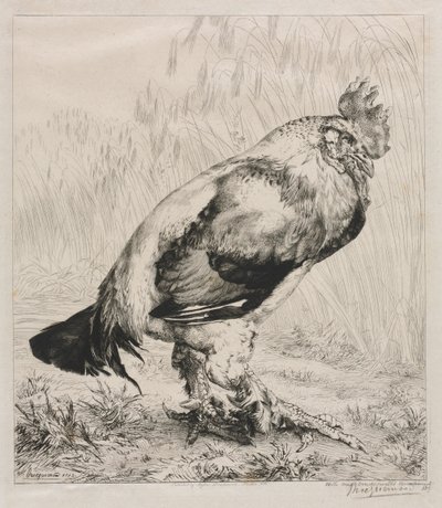 De Oude Haan, 1882 door Felix Bracquemond