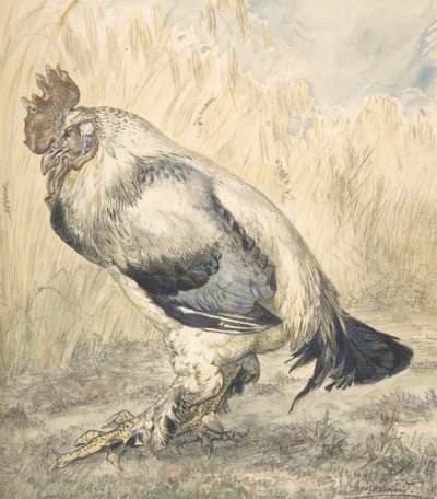 De oude haan, ca. 1882 door Felix Bracquemond