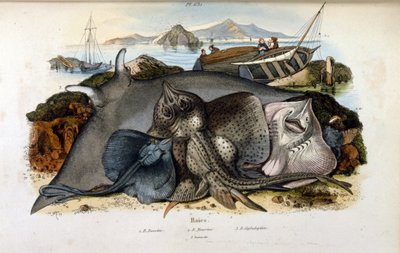 Illustratie van Manta Ray vis (chromolithografie uit Dictionnaire pittoresque d
