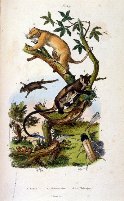 Illustratie van zoogdieren en insecten (chromolithografie uit Dictionnaire pittoresque d
