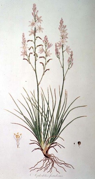 Asphodelus Fistulosus, uit 