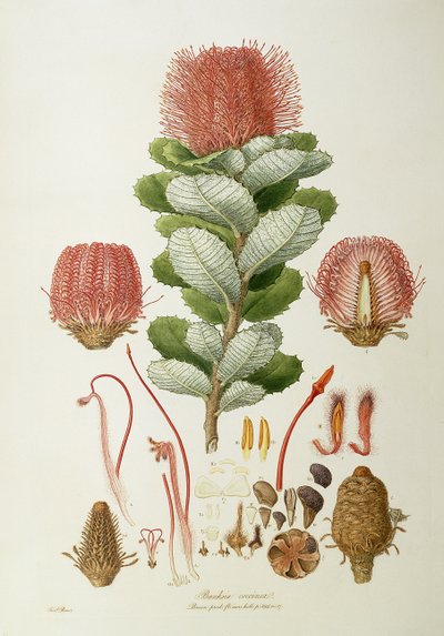 Banksia coccinea, uit 