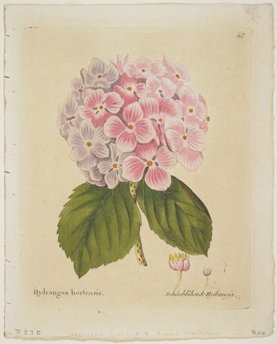 Schonbluhende Hydrangia, uit Icones Plantarum Medico-Oeconomico-Technologicarum cum Earum Fructus ususque Descriptione, 1804 door Ferdinand Bernhard Vietz