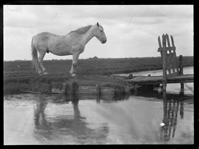 Eenzame paard door Ferdinand Schmutzer