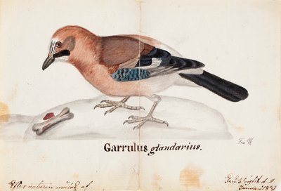 Vlaamse Gaai door Ferdinand von Wright