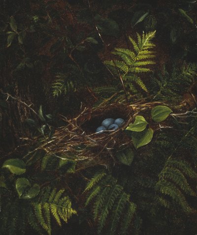 Vogelnest en Varens, 1863 door Fidelia Bridges