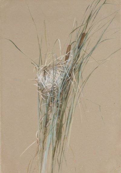 Vogelnest in Lisdodden door Fidelia Bridges