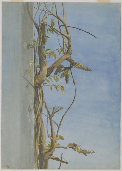 Blauweregen op een muur door Fidelia Bridges