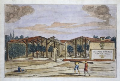 Een overdekte boomgaard, uit Hesperides door Giovanni Battista Ferrari, gegraveerd door Camillo Congio door Filippo after Gagliardi