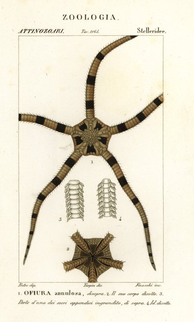 Brosse zeester, Ophiomastix annulosa, Ophiura annulosa door Finocchi Finocchi