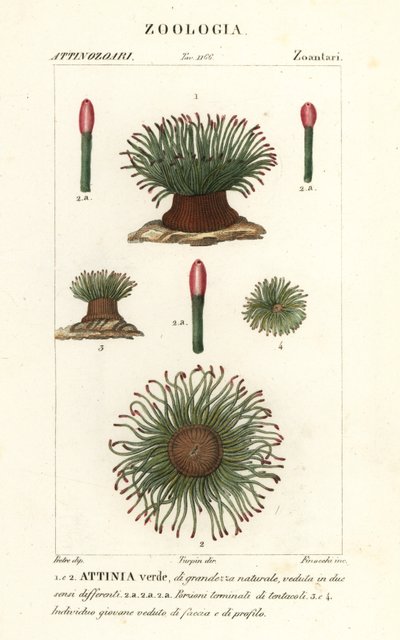 Middellandse Zee slangenlokanemoon, Anemonia sulcata door Finocchi Finocchi