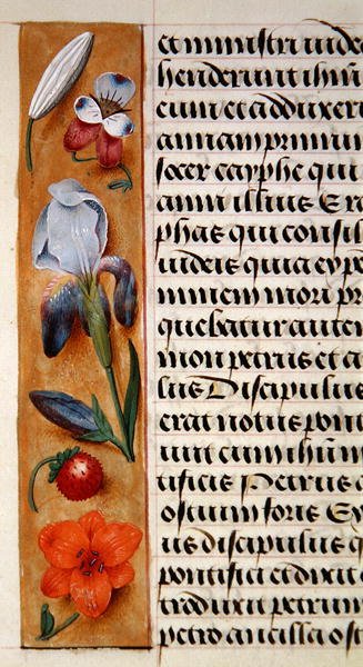 Detail van een bloemenrand uit een Getijdenboek, c.1500 door Flemish School