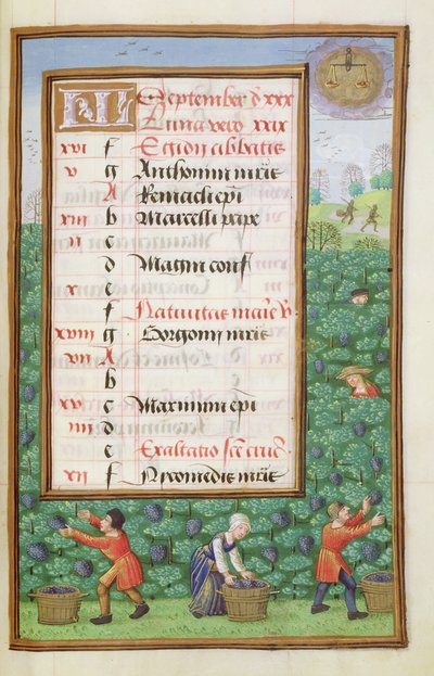 Druiven plukken, kalenderpagina voor september, uit een Getijdenboek, ca. 1500 door Flemish School