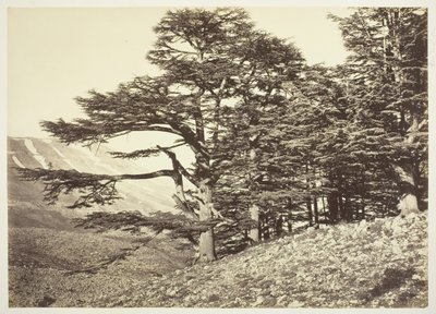 Ceders van Libanon, c. 1870. door Félix Bonfils