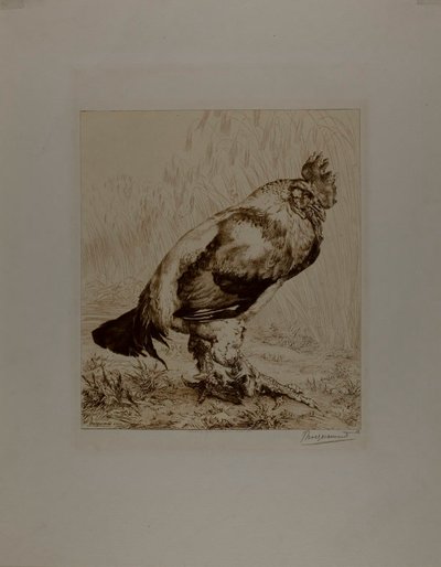 De oude haan door Félix Henri Bracquemond