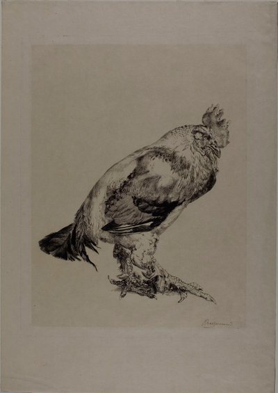 De oude haan door Félix Henri Bracquemond