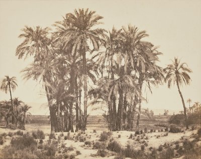[Boomgaard van dadelpalmen gezien vanaf punt A, Karnak]. door Félix Teynard