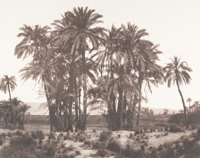Karnak, groep dadelpalmen gezien vanaf punt A, 1851-52, gedrukt 1853-54 door Félix Teynard