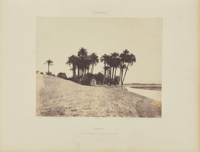 Luxor. Dadelpalmen en Luxor Expeditietuin door Félix Teynard
