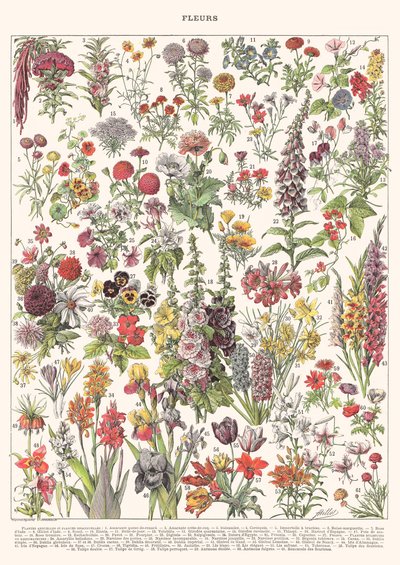 Fleur I - ASTER EDITION, 2023 door Florent Bodart