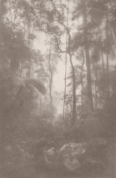 Mistige jungle 1 door Florent Bodart