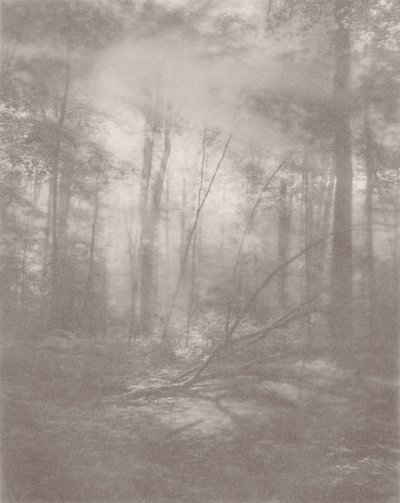 Mistige jungle 2 door Florent Bodart