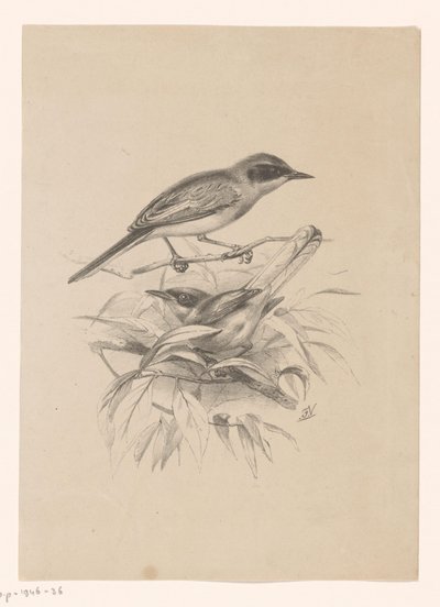 Twee kleine vogels op een tak door Floris Verster