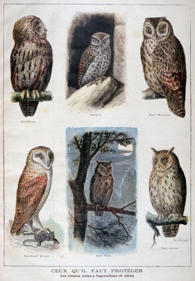Vogels die beschermd zijn en nuttig in de landbouw, 1897 door Fortuné Méaulle