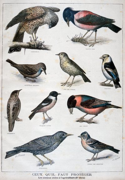 Vogels die beschermd zijn en nuttig in de landbouw door Fortuné Méaulle